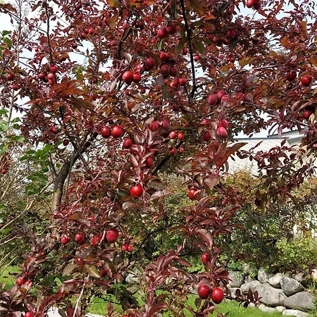 Forus 2 Berdoom Διαμέρισμα